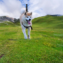 Pet Dog Chest Band Strap Holder Belt Accessories for DJI OSMO POCKET and GOPRO Camera