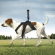 Pet Dog Chest Band Strap Holder Belt Accessories for DJI OSMO POCKET and GOPRO Camera